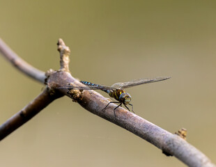 Male emperor dragonfly on a branch