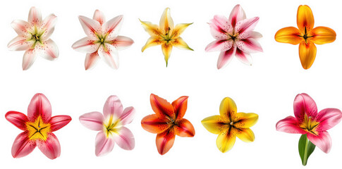 a variety of vibrant lilies arranged in a grid format. highlighting their diverse colors and patterns this composition emphasizes the beauty of flowers. making it suitable for floral design. decoratio