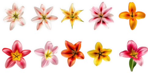 a variety of vibrant lilies arranged in a grid format. highlighting their diverse colors and patterns this composition emphasizes the beauty of flowers. making it suitable for floral design. decoratio