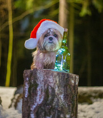 shih tzu dog in a New Year's hat with a bottle at night in winter in the forest