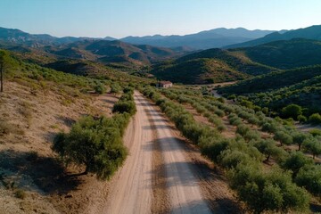 Fototapeta premium This enchanting image features a serene dirt road lined with blossoming olive trees, evoking feelings of peace, nature, and the tranquility of the countryside.