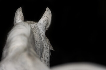 Fototapeta premium head of a horse