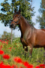 Fototapeta premium horse in the field