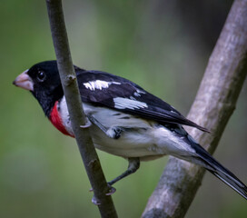 birds