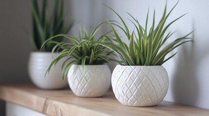 Fototapeta premium Three potted plants on wooden shelf.