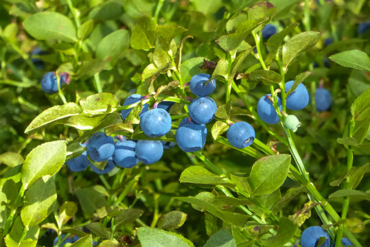Sun-Kissed Delights: Ripe, Wild Blueberries Glistening on Sunlit Shrubs, a True Forest Treasure
