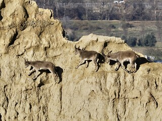 Photograph of ibex (capra pyrenaica) in the badlands of the Guadix Geopark (Granada, Spain)