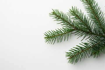 Pine Leaf Flat Lay: Beautiful Closeup of Decorative Evergreen