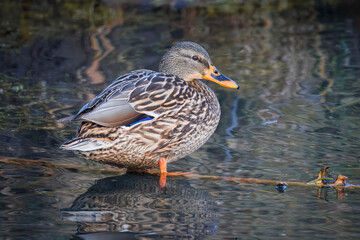 A female mallard stands in the water perpendicular to the camera lens on a sunny autumn evening. 