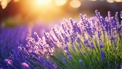 purple flowers in the field