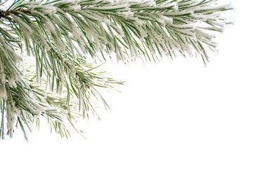 Close-up of a pine branch covered with frost, on a white background. The perfect winter minimalism with clean lines and green pine needles.