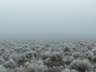 desert snow
