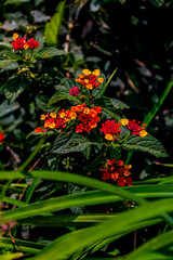 Ramo de Lantana en Jardín