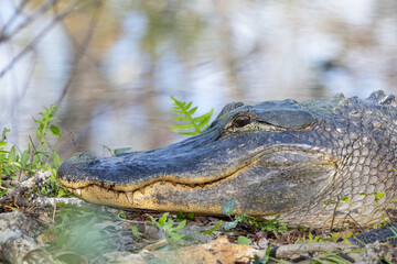 American alligator (Alligator mississippiensis) in Tarpon Springs, Florida