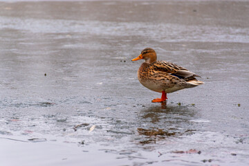 Mallard duck on ice