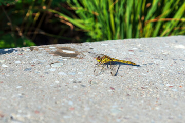 Yellow dragonfly on the shore of a swamp.