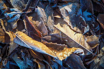 Romantic winter scene with frosted foliage