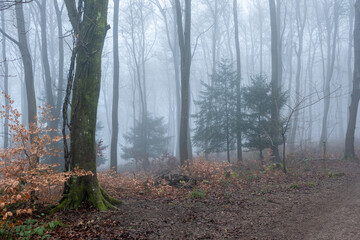 fog in the woods
