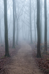 Naklejka premium fog in the woods