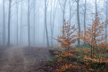 Obraz premium forest in fog