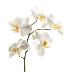 Elegant White Phalaenopsis Orchids  Blooming Flowers  Botanical  Nature  Floral Photograph
