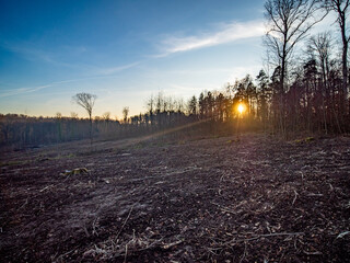 Abholzung im Mischwald