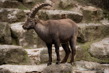 Capricorn on the rock