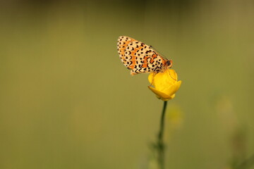 una farfalla melitaea didyma su un fiore