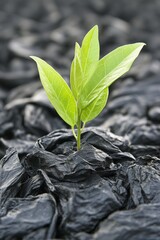 New Life Emerges Green sprout breaks through plastic waste, signifying hope and renewal.