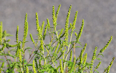 Ambrosia (Ambrosia artemisiifolia) grows in nature