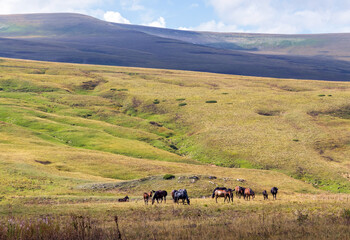 free grazing of horses in nature, a walk through an Alpine meadow with an overview of the stone ridge and meadow vegetation
