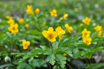 Fototapeta premium Spring in the forest blooms anemone yellow (Anemone ranunculoides).