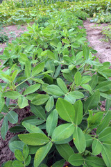 Cultivated peanut (Arachis hypogaea) grows in open ground