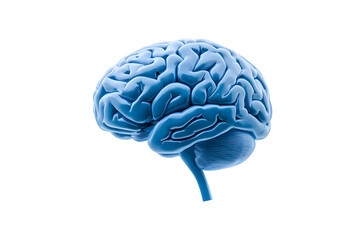3d human brain isolated on white background