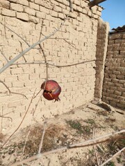 pomegranate tree