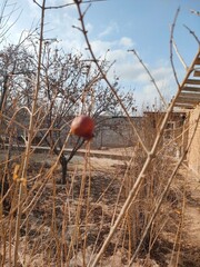 pomegranate tree