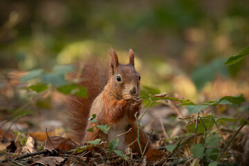Cute young red squirrel in a natural park in warm morning light. Very cute animal, interesting about its surroundings, colorful, looking funny. Jumping and climbing trees, running, eating.	