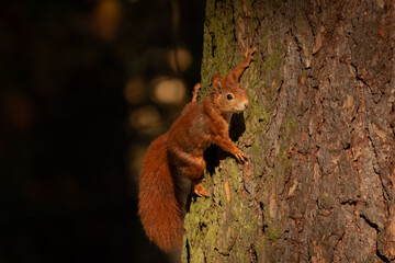 Cute young red squirrel in a natural park in warm morning light. Very cute animal, interesting about its surroundings, colorful, looking funny. Jumping and climbing trees, running, eating.	