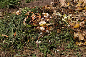Compost. Compost and composted soil cycle as a composting pile of rotting kitchen scraps with fruits and vegetable garbage waste turning into organic fertilizer earth