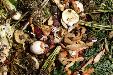 Compost. Compost and composted soil cycle as a composting pile of rotting kitchen scraps with fruits and vegetable garbage waste turning into organic fertilizer earth