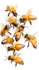 A swarm of bees flying in unison, captured in motion against a white background