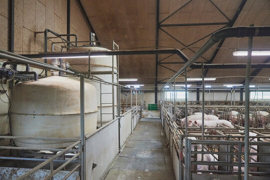 Pregnant sows on a modern farm in Denmark