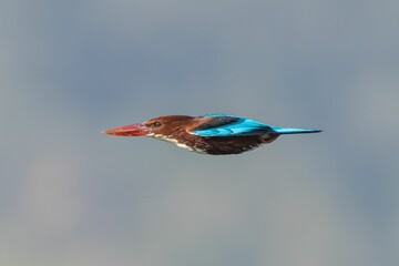 Kingfisher in Flight