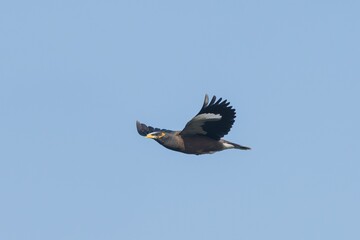 Myna bird soaring in a clear sky.