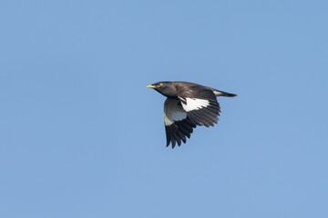 Common myna bird in flight