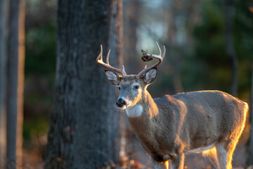 Whitetailed deer buck in the woods