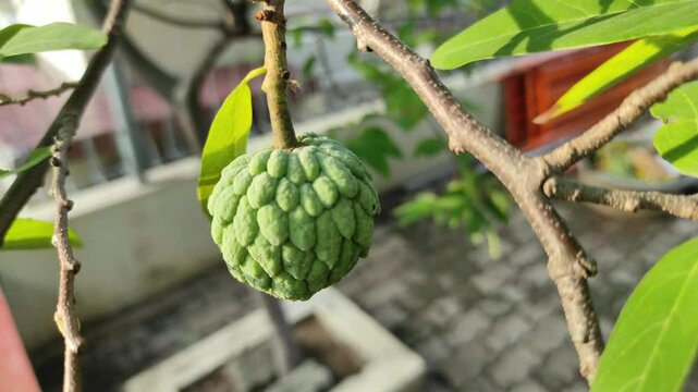 Sugar apple plant