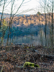 Abholzung im Mischwald