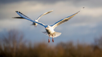 Graceful Black-Headed Gull in Flight Against a Soft Winter Sky
