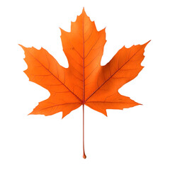 Obraz premium Vibrant Autumn Maple Leaf Fall Foliage Nature Photography